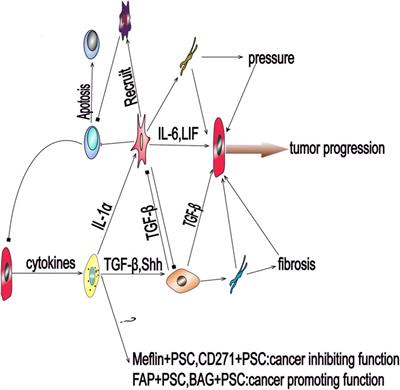 Heterogeneous Pancreatic Stellate Cells Are Powerful Contributors to the Malignant Progression of Pancreatic Cancer